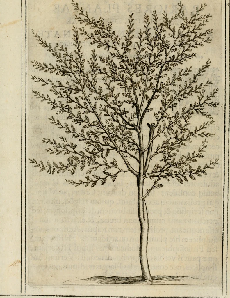 An illustration from Exactissima descriptio rariorum quarundam plantarum, que continentur Rome in Horto Farnesiano, 1625, leaf 17