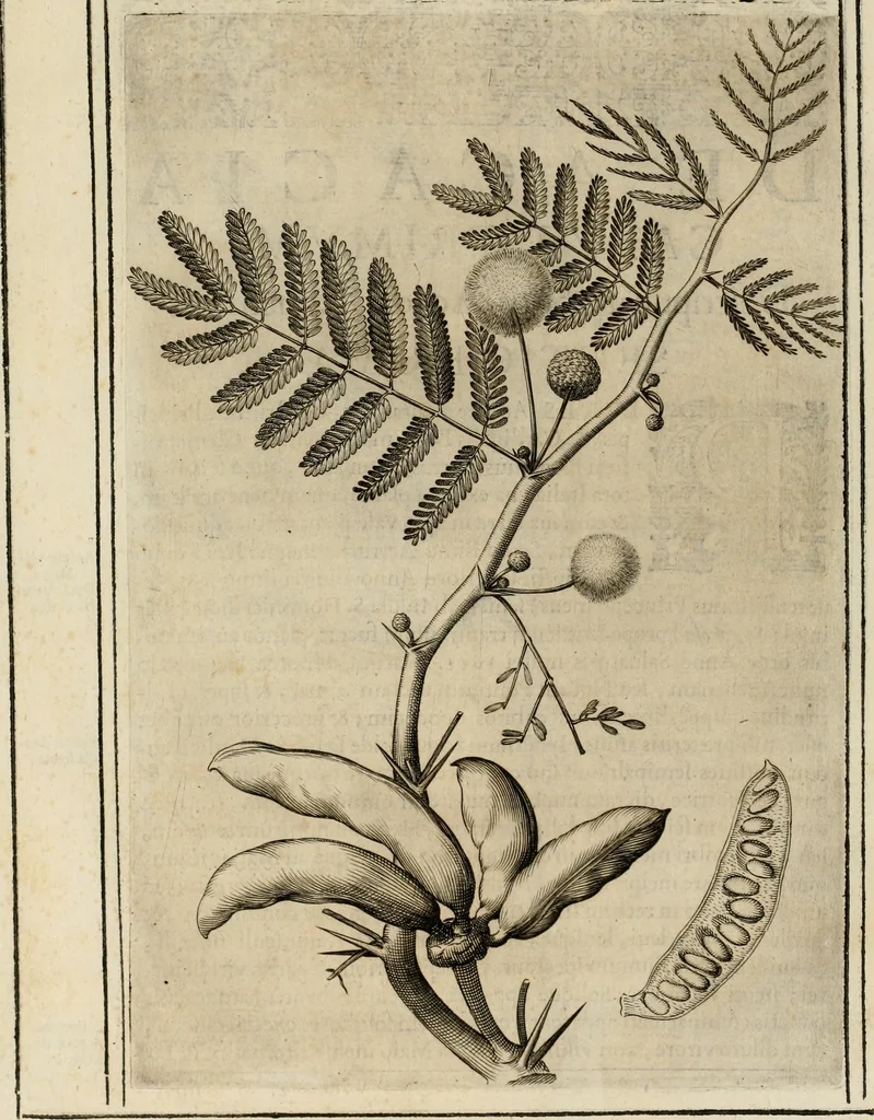 An illustration from Exactissima descriptio rariorum quarundam plantarum, que continentur Rome in Horto Farnesiano, 1625, leaf 19