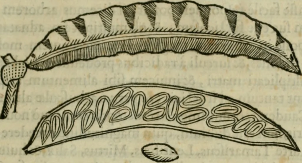 An illustration from Exactissima descriptio rariorum quarundam plantarum, que continentur Rome in Horto Farnesiano, 1625, leaf 22
