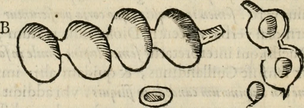 An illustration from Exactissima descriptio rariorum quarundam plantarum, que continentur Rome in Horto Farnesiano, 1625, leaf 31
