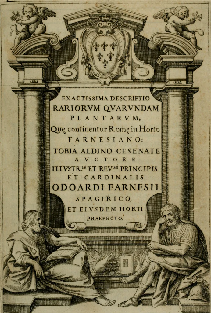 An illustration from Exactissima descriptio rariorum quarundam plantarum, que continentur Rome in Horto Farnesiano, 1625, leaf 4