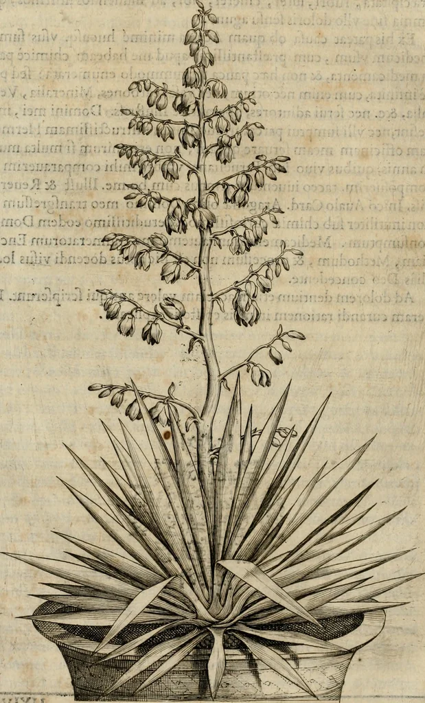 An illustration from Exactissima descriptio rariorum quarundam plantarum, que continentur Rome in Horto Farnesiano, 1625, leaf 47