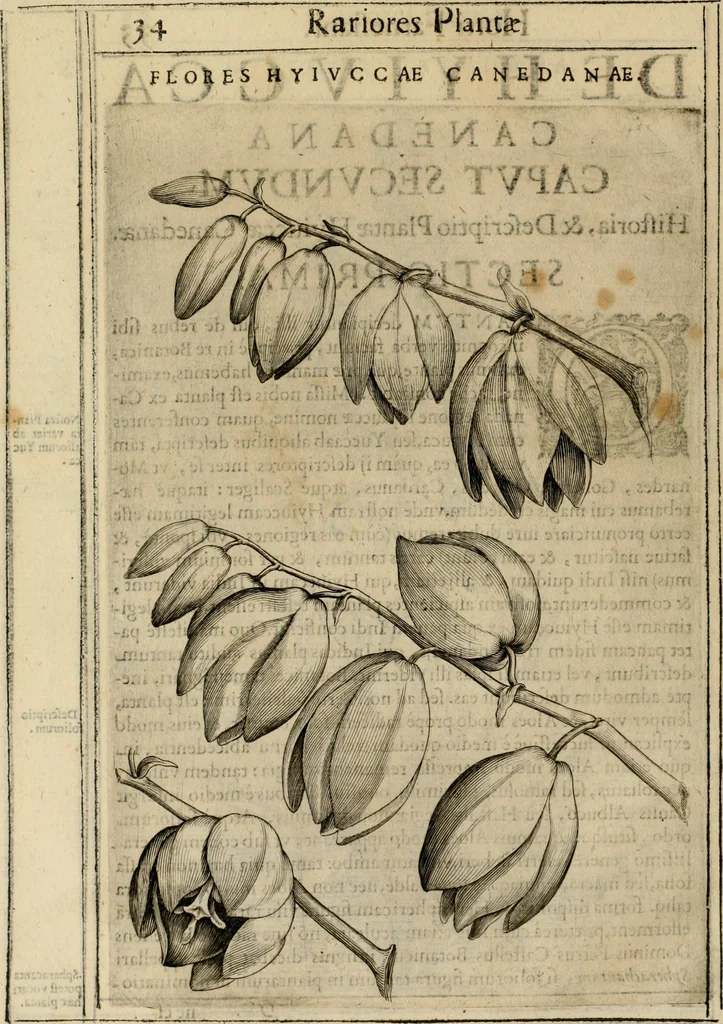 An illustration from Exactissima descriptio rariorum quarundam plantarum, que continentur Rome in Horto Farnesiano, 1625, leaf 49