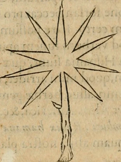 An illustration from Exactissima descriptio rariorum quarundam plantarum, que continentur Rome in Horto Farnesiano, 1625, leaf 53