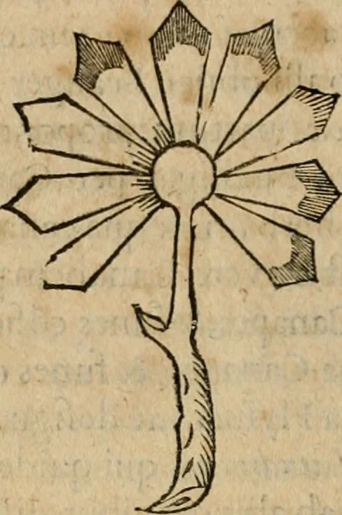 An illustration from Exactissima descriptio rariorum quarundam plantarum, que continentur Rome in Horto Farnesiano, 1625, leaf 53