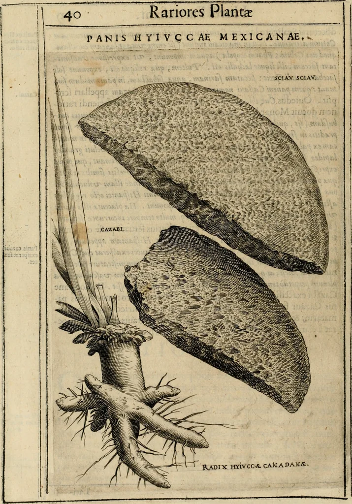 An illustration from Exactissima descriptio rariorum quarundam plantarum, que continentur Rome in Horto Farnesiano, 1625, leaf 55