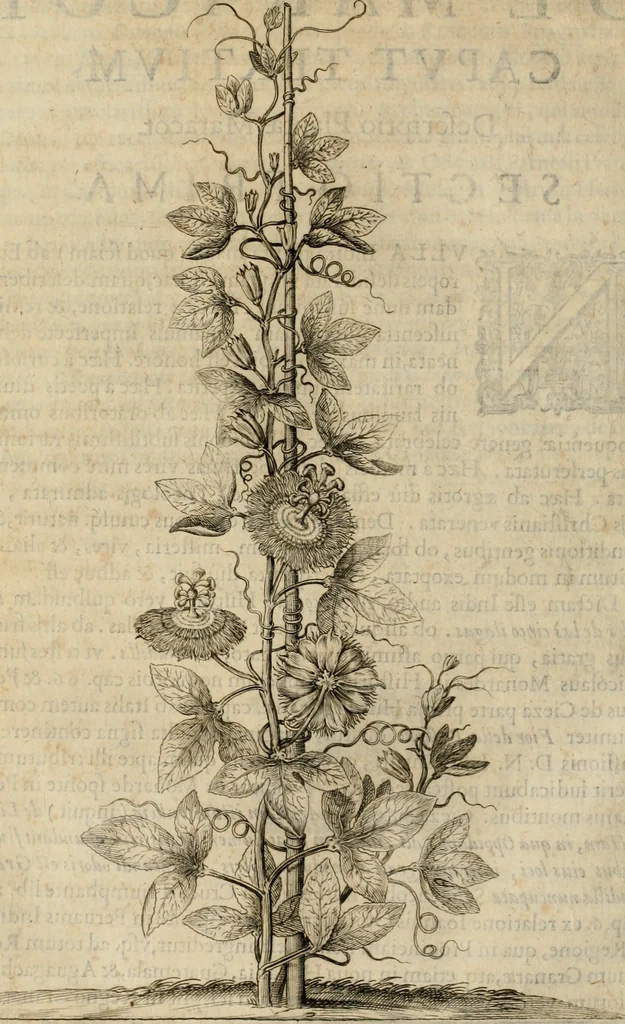 An illustration from Exactissima descriptio rariorum quarundam plantarum, que continentur Rome in Horto Farnesiano, 1625, leaf 65