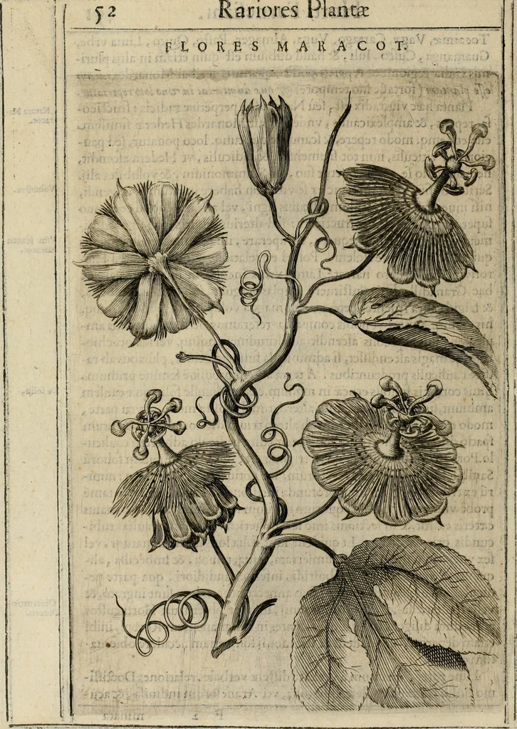 An illustration from Exactissima descriptio rariorum quarundam plantarum, que continentur Rome in Horto Farnesiano, 1625, leaf 67
