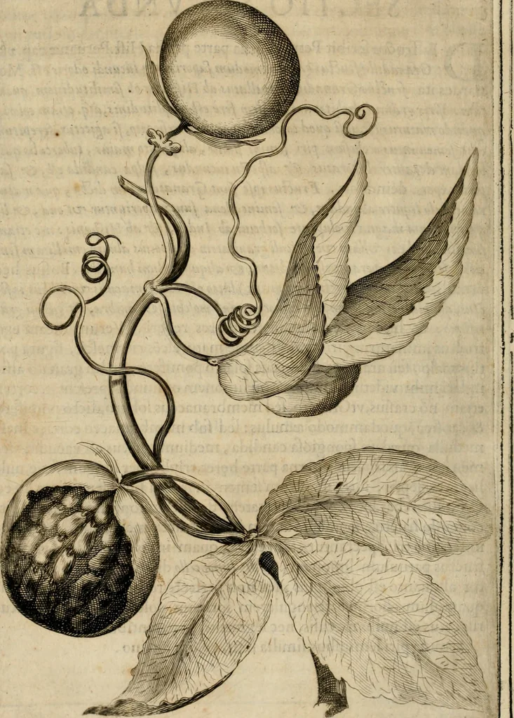 An illustration from Exactissima descriptio rariorum quarundam plantarum, que continentur Rome in Horto Farnesiano, 1625, leaf 73