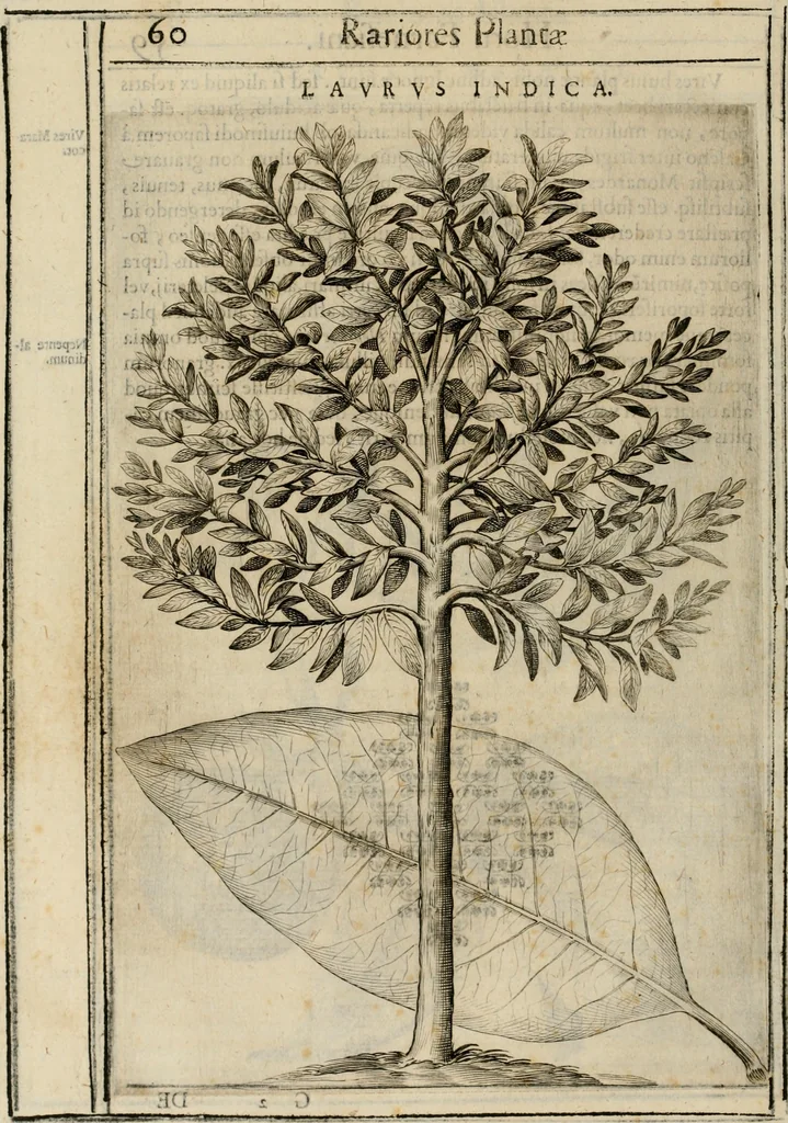 An illustration from Exactissima descriptio rariorum quarundam plantarum, que continentur Rome in Horto Farnesiano, 1625, leaf 75