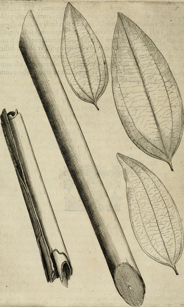 An illustration from Exactissima descriptio rariorum quarundam plantarum, que continentur Rome in Horto Farnesiano, 1625, leaf 83