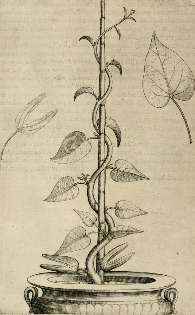 An illustration from Exactissima descriptio rariorum quarundam plantarum, que continentur Rome in Horto Farnesiano, 1625, leaf 85