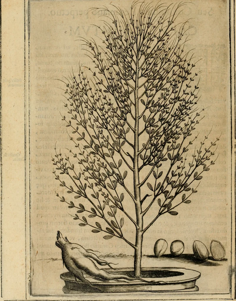 An illustration from Exactissima descriptio rariorum quarundam plantarum, que continentur Rome in Horto Farnesiano, 1625, leaf 87