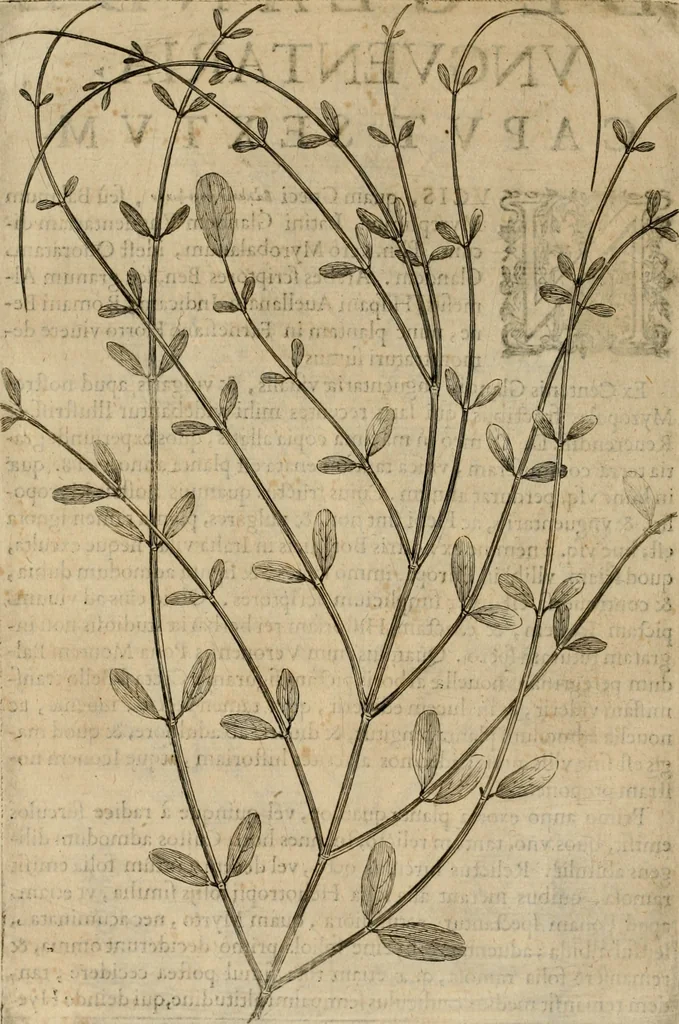 An illustration from Exactissima descriptio rariorum quarundam plantarum, que continentur Rome in Horto Farnesiano, 1625, leaf 89