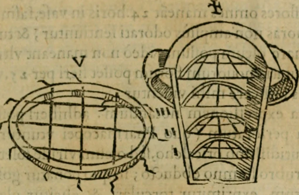 An illustration from Exactissima descriptio rariorum quarundam plantarum, que continentur Rome in Horto Farnesiano, 1625, leaf 94