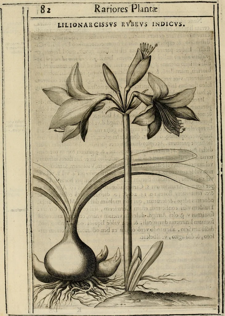 An illustration from Exactissima descriptio rariorum quarundam plantarum, que continentur Rome in Horto Farnesiano, 1625, leaf 97