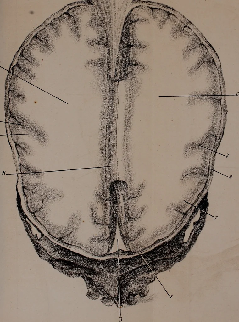 An illustration from An examination of phrenology;, 1837, leaf 84
