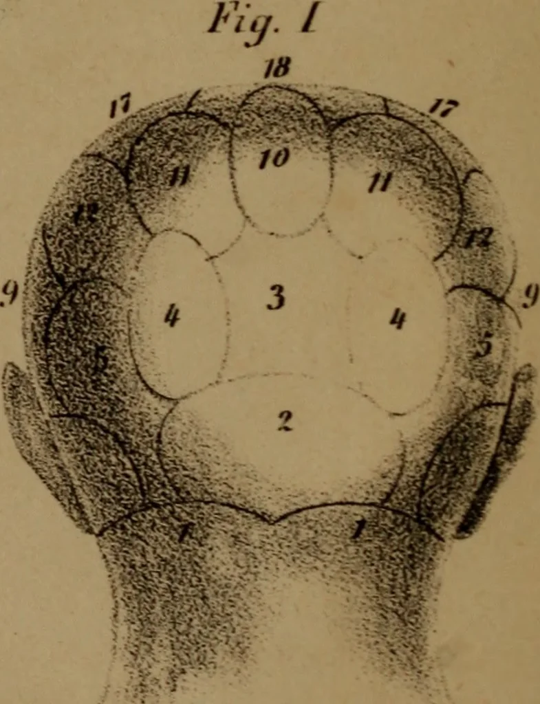 An illustration from An examination of phrenology;, 1837, leaf 9
