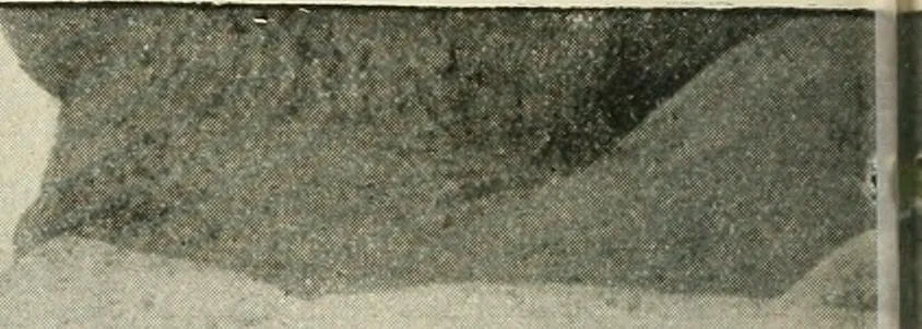 An illustration from Examination questions in biology, botany, chemistry, drawing, geography, physics, zoölogy, 1920, leaf 76