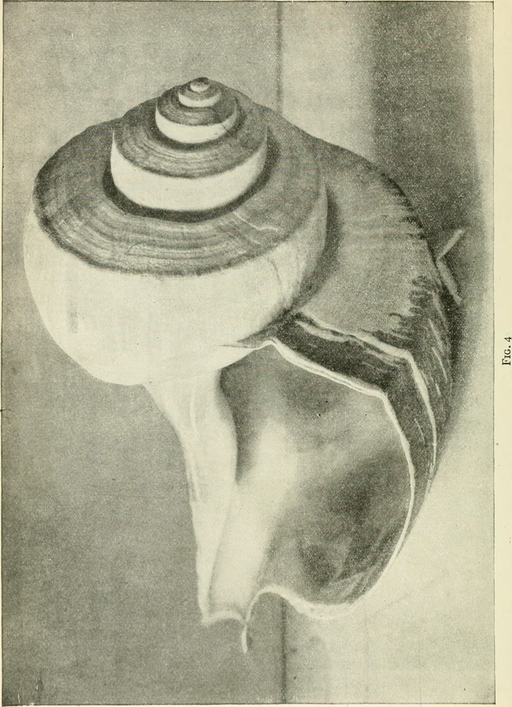 An illustration from Examination questions in biology, botany, chemistry, drawing, geography, physics, zoölogy, 1920, leaf 78