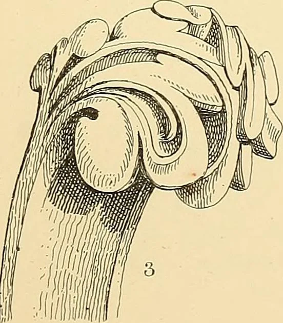 An illustration from Examples of English medieval foliage and coloured decoration, taken from buildings of the twelfth to the fifteenth century: with descriptive letterpress, 1874, leaf 163