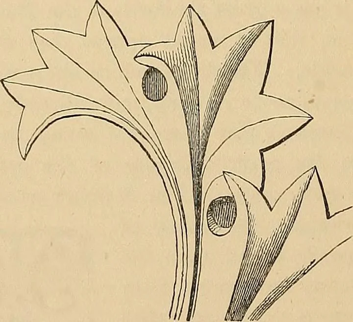 An illustration from Examples of English medieval foliage and coloured decoration, taken from buildings of the twelfth to the fifteenth century: with descriptive letterpress, 1874, leaf 24
