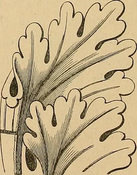 An illustration from Examples of English medieval foliage and coloured decoration, taken from buildings of the twelfth to the fifteenth century: with descriptive letterpress, 1874, leaf 26