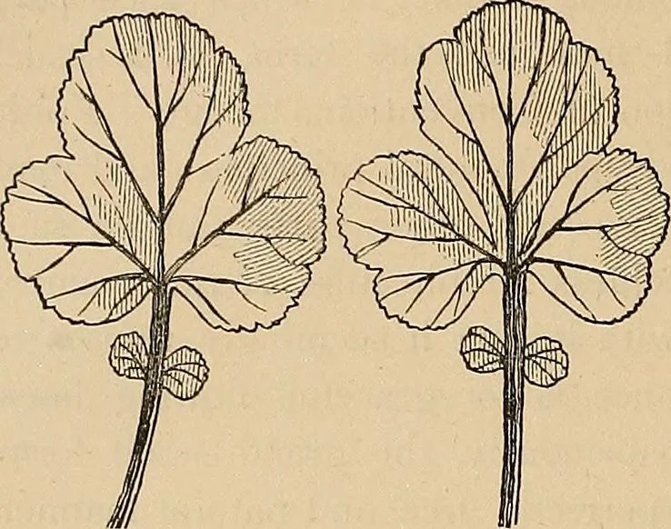 An illustration from Examples of English medieval foliage and coloured decoration, taken from buildings of the twelfth to the fifteenth century: with descriptive letterpress, 1874, leaf 58