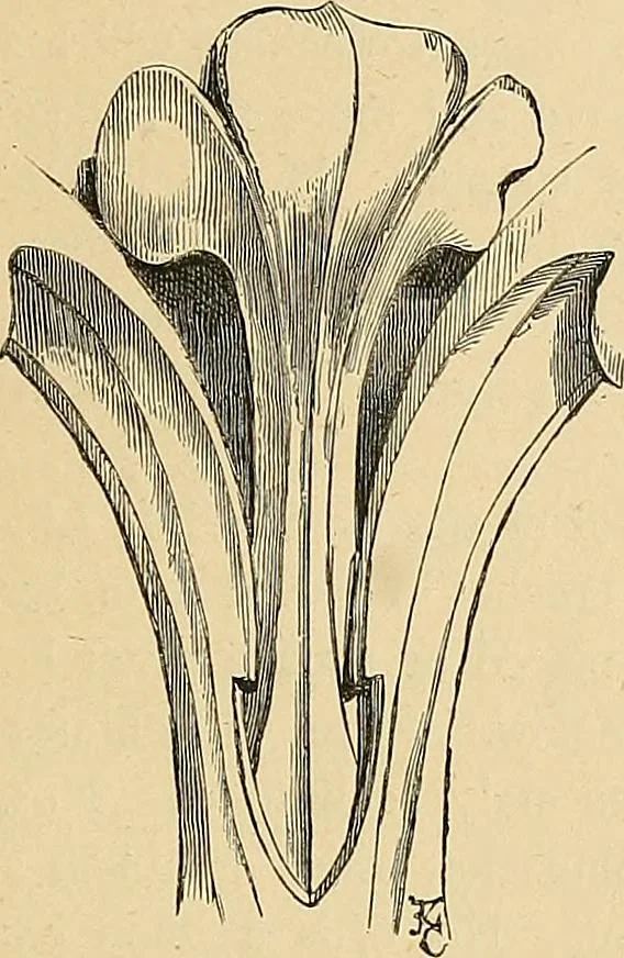 An illustration from Examples of English medieval foliage and coloured decoration, taken from buildings of the twelfth to the fifteenth century: with descriptive letterpress, 1874, leaf 61