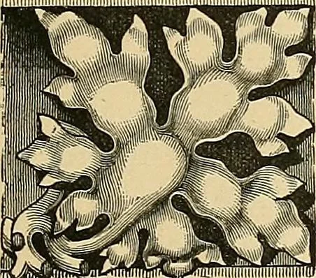 An illustration from Examples of English medieval foliage and coloured decoration, taken from buildings of the twelfth to the fifteenth century: with descriptive letterpress, 1874, leaf 71