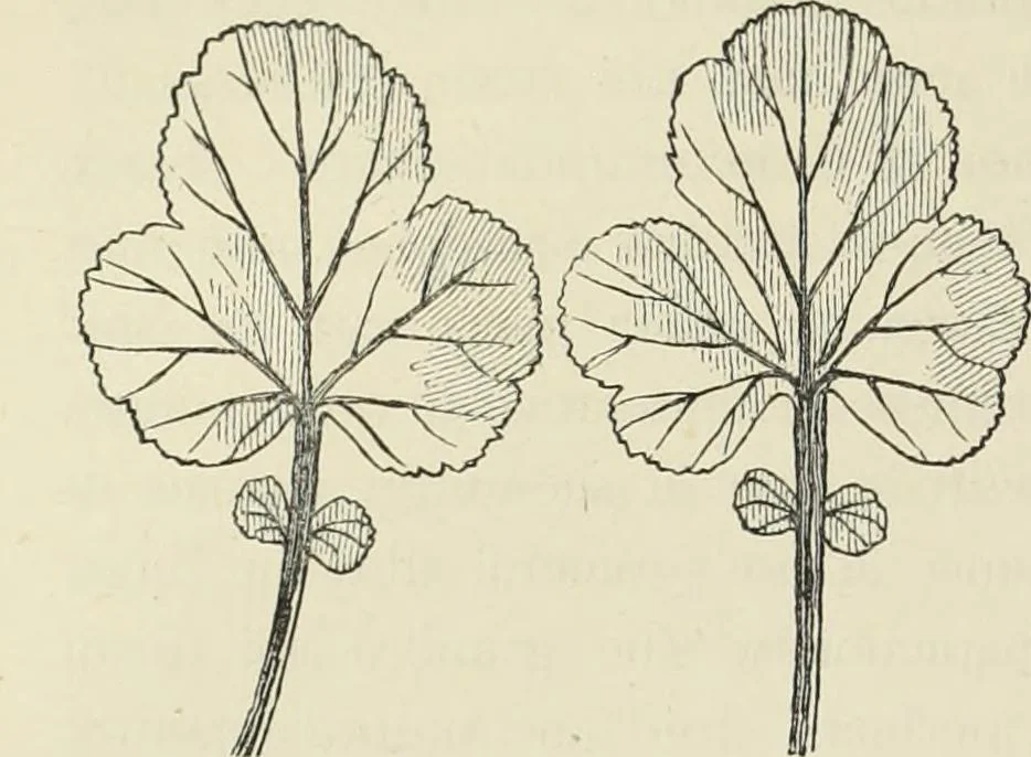An illustration from Examples of English mediaeval foliage and coloured decoration, taken from buildings of the twelfth to the fifteenth century: with descriptive letterpress, 1874, leaf 48