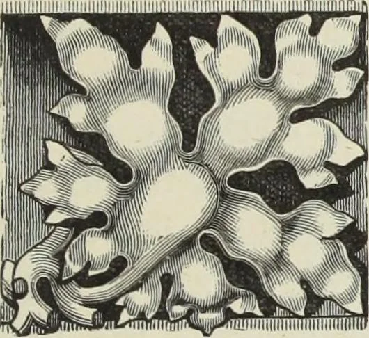 An illustration from Examples of English mediaeval foliage and coloured decoration, taken from buildings of the twelfth to the fifteenth century: with descriptive letterpress, 1874, leaf 61