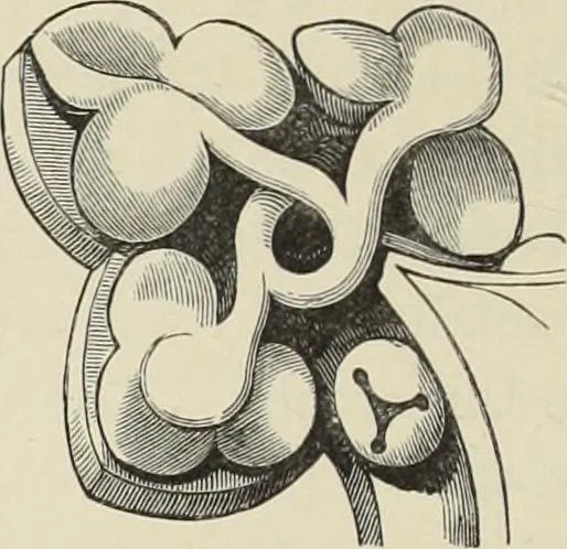 An illustration from Examples of English mediaeval foliage and coloured decoration, taken from buildings of the twelfth to the fifteenth century: with descriptive letterpress, 1874, leaf 62