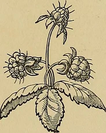 An illustration from Examples of the works of art in the Museum and of the decorations of the building, with brief descriptions, 1881, leaf 163