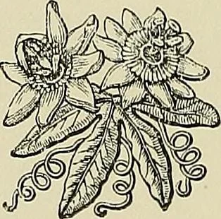 An illustration from Examples of the works of art in the Museum and of the decorations of the building, with brief descriptions, 1881, leaf 84