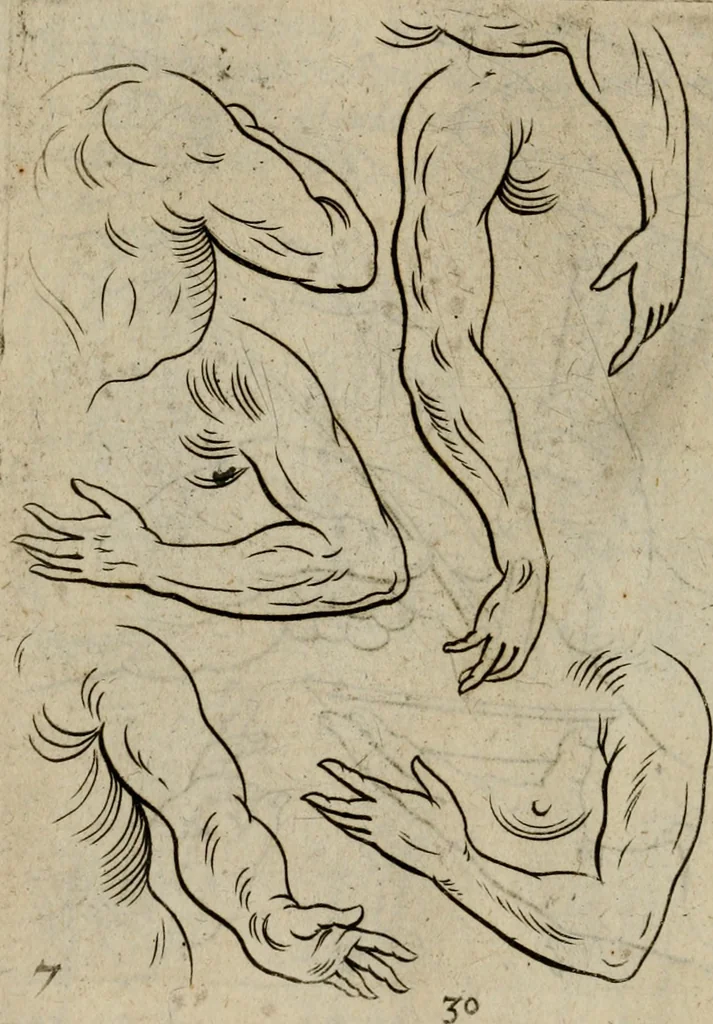 An illustration from The excellency of the pen and pencil, exemplifying the uses of them in the most exquisite and mysterious arts of drawing, etching, engraving, limning. Painting in oyl, washing of maps & pictures. Also the way to cleanse any old painting, and preserve the colours. Collected from the writings of the ablest masters, both antient and modern, as Albert Durer, P. Lomantius, and divers others. Furnished with divers cuts in copper, being copied from the best masters, and here inserted for examples for the learner to practice by .., 1668, leaf 51