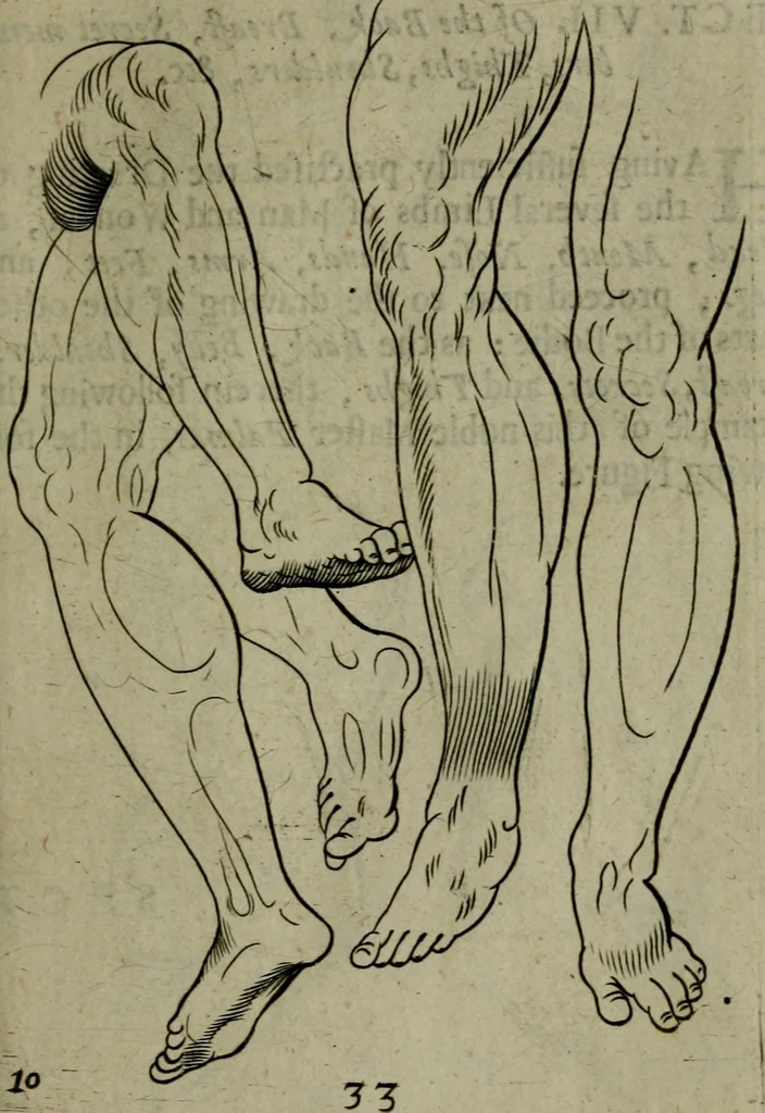 An illustration from The excellency of the pen and pencil, exemplifying the uses of them in the most exquisite and mysterious arts of drawing, etching, engraving, limning. Painting in oyl, washing of maps & pictures. Also the way to cleanse any old painting, and preserve the colours. Collected from the writings of the ablest masters, both antient and modern, as Albert Durer, P. Lomantius, and divers others. Furnished with divers cuts in copper, being copied from the best masters, and here inserted for examples for the learner to practice by .., 1668, leaf 54