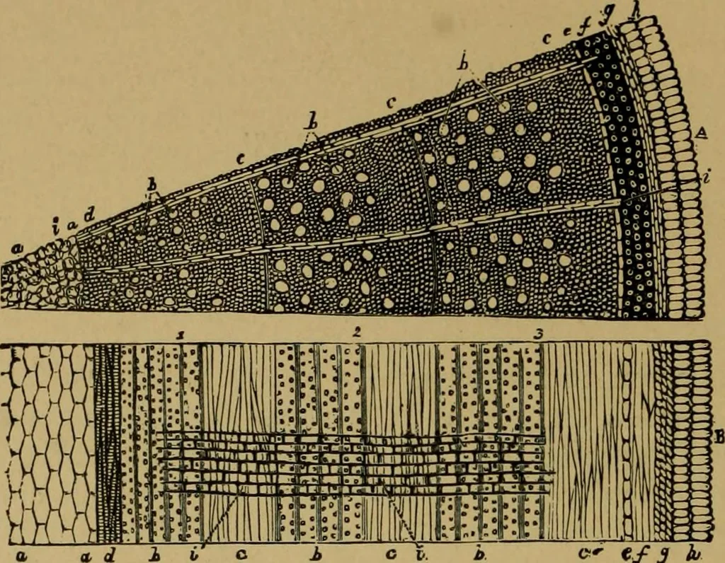 An illustration from Exercises in wood-working, with a short treatise on wood;, 1890, leaf 16
