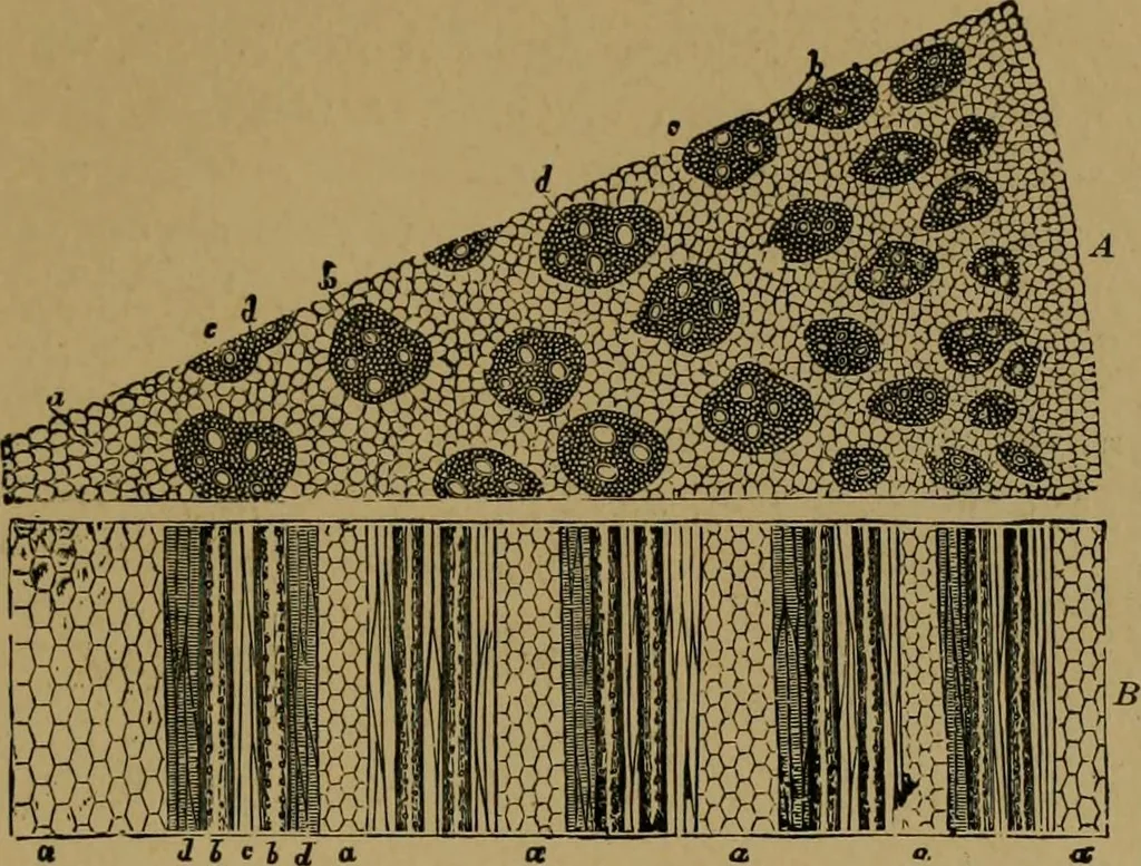 An illustration from Exercises in wood-working, with a short treatise on wood;, 1890, leaf 17