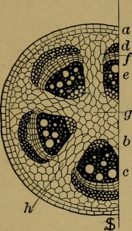 An illustration from Exercises in wood-working, with a short treatise on wood;, 1890, leaf 17
