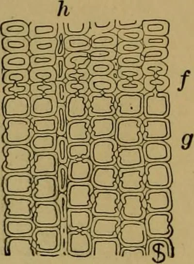 An illustration from Exercises in wood-working, with a short treatise on wood;, 1890, leaf 18