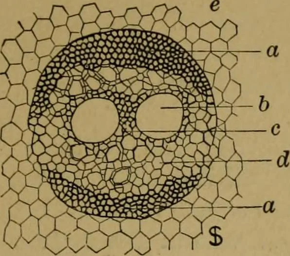 An illustration from Exercises in wood-working, with a short treatise on wood;, 1890, leaf 19