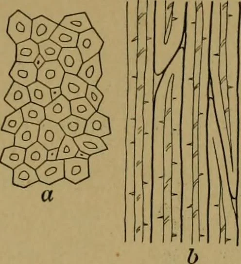 An illustration from Exercises in wood-working, with a short treatise on wood;, 1890, leaf 19