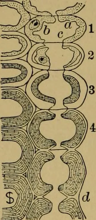 An illustration from Exercises in wood-working, with a short treatise on wood;, 1890, leaf 20