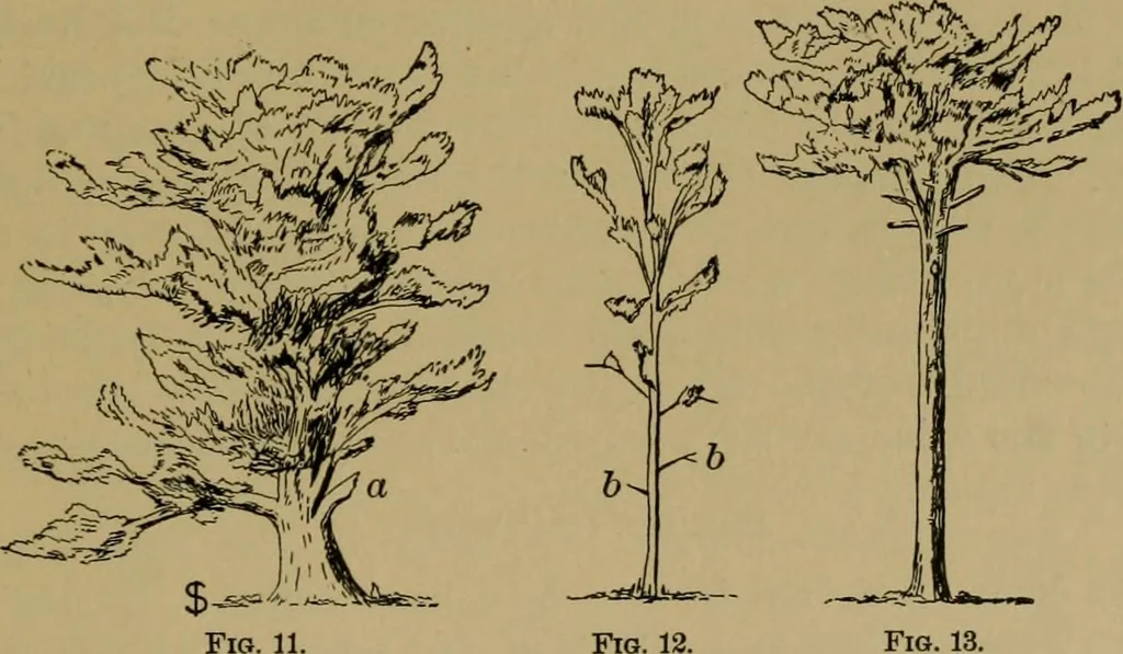 An illustration from Exercises in wood-working, with a short treatise on wood;, 1890, leaf 21