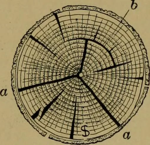 An illustration from Exercises in wood-working, with a short treatise on wood;, 1890, leaf 25