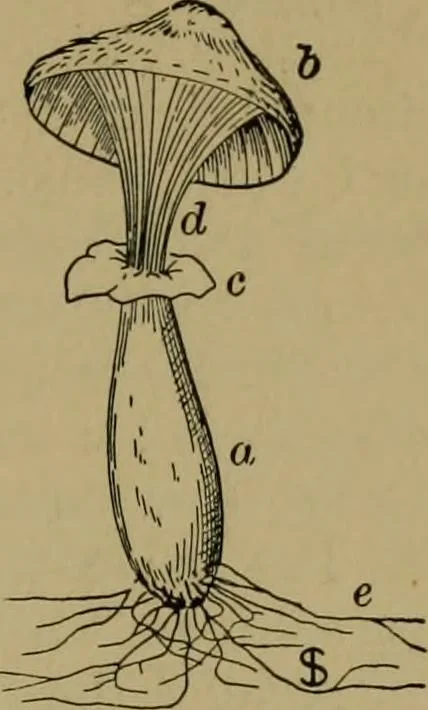 An illustration from Exercises in wood-working, with a short treatise on wood;, 1890, leaf 45