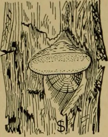 An illustration from Exercises in wood-working, with a short treatise on wood;, 1890, leaf 46