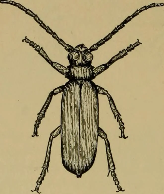 An illustration from Exercises in wood-working, with a short treatise on wood;, 1890, leaf 52