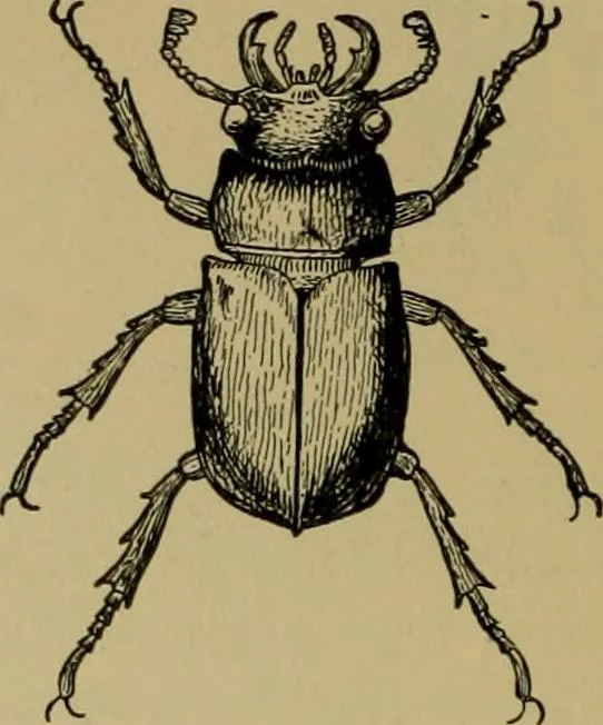An illustration from Exercises in wood-working, with a short treatise on wood;, 1890, leaf 52